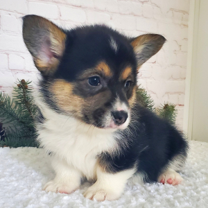 Pembroke Welsh Corgi Puppy Jax