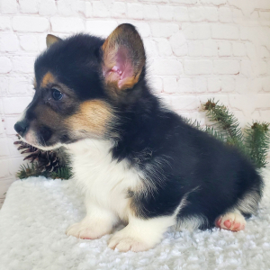 Pembroke Welsh Corgi Puppy Jax