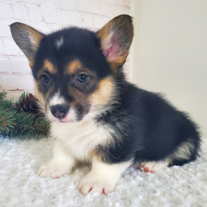 Pembroke Welsh Corgi Puppy Jax