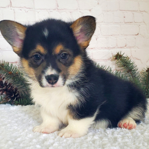 Pembroke Welsh Corgi Puppy Jax
