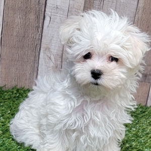 Maltese Puppy Tyra
