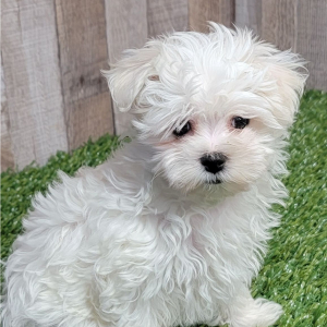 Maltese Puppy Tyra