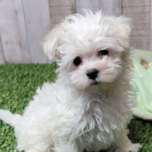 Maltese Puppy Tyra
