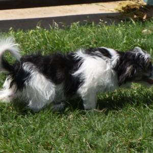 Yorkiepoo Puppy Molly