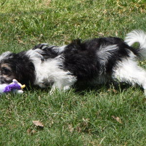 Yorkiepoo Puppy Molly