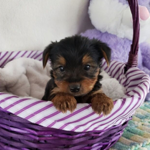 Yorkshire Terrier Puppy Ringo