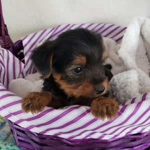 Yorkshire Terrier Puppy Ringo