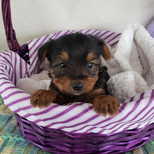 Yorkshire Terrier Puppy Ringo