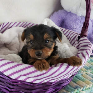 Yorkshire Terrier Puppy Ringo