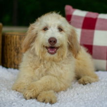 Aussiedoodle Puppy Kiley