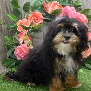 Shihpoo Puppy Lazarus
