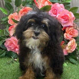 Shihpoo Puppy Lazarus