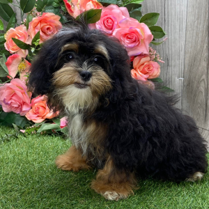 Shihpoo Puppy Lazarus
