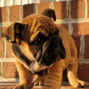 Bulldog Puppy Milo