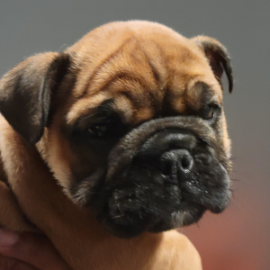 Bulldog Puppy Milo