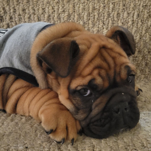 Bulldog Puppy Milo
