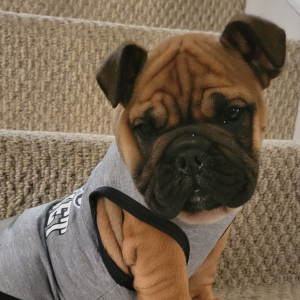 Bulldog Puppy Milo