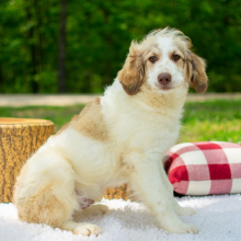 Aussiedoodle Puppy Ben