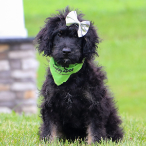 Bernedoodle Puppy Maddie