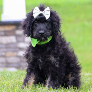 Bernedoodle Puppy Maddie