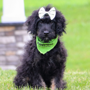 Bernedoodle Puppy Maddie