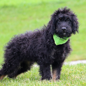 Bernedoodle Puppy Maddie