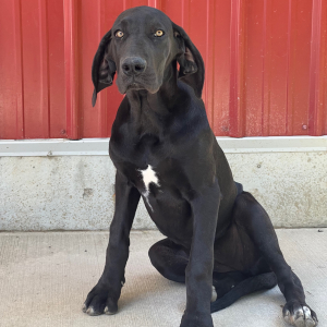 Great Dane Puppy Eden