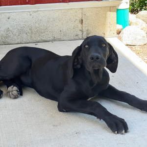 Great Dane Puppy Eden