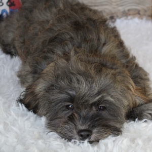 Shihpoo Puppy Carter