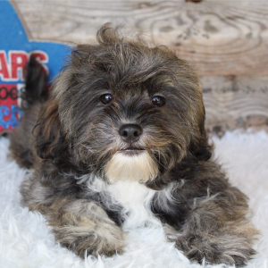 Shihpoo Puppy Carter