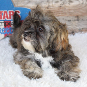 Shihpoo Puppy Carter