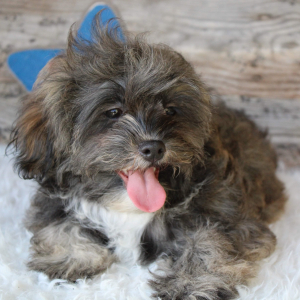 Shihpoo Puppy Carter