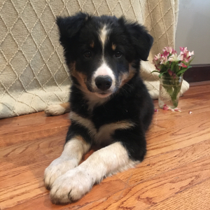 Border Collie Puppy Indy