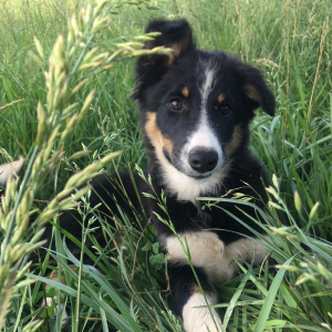 Border Collie Puppy Indy