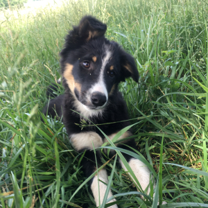 Border Collie Puppy Indy
