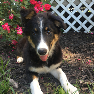 Border Collie Puppy Indy