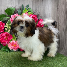 Shih Tzu Puppy Camille