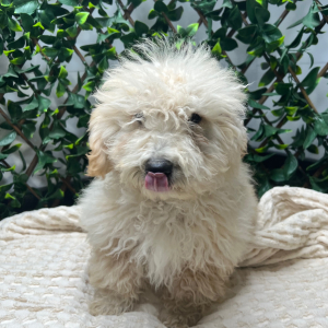 Goldendoodle Puppy Hope