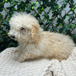 Goldendoodle Puppy Hope