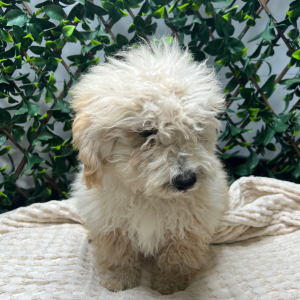 Goldendoodle Puppy Hope