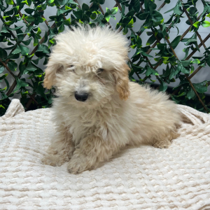 Goldendoodle Puppy Hope