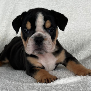 Bulldog Puppy Bella