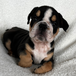 Bulldog Puppy Bella