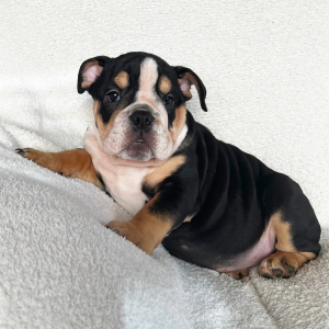 Bulldog Puppy Bella