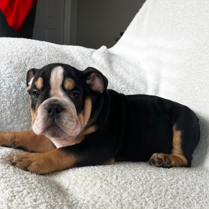 Bulldog Puppy Bella