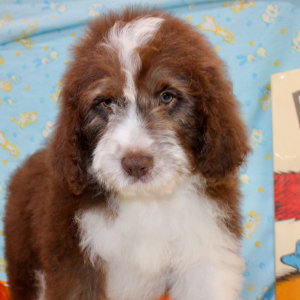 Australian Shepherd Puppy Gannon