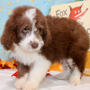 Australian Shepherd Puppy Gannon