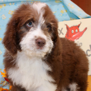 Australian Shepherd Puppy Gannon
