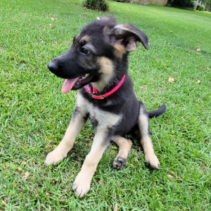 German Shepherd Dog Puppy Ms Coco