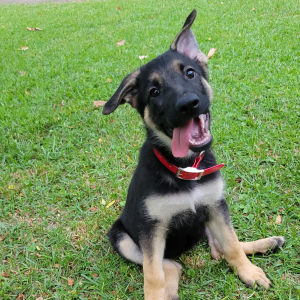 German Shepherd Dog Puppy Ms Coco